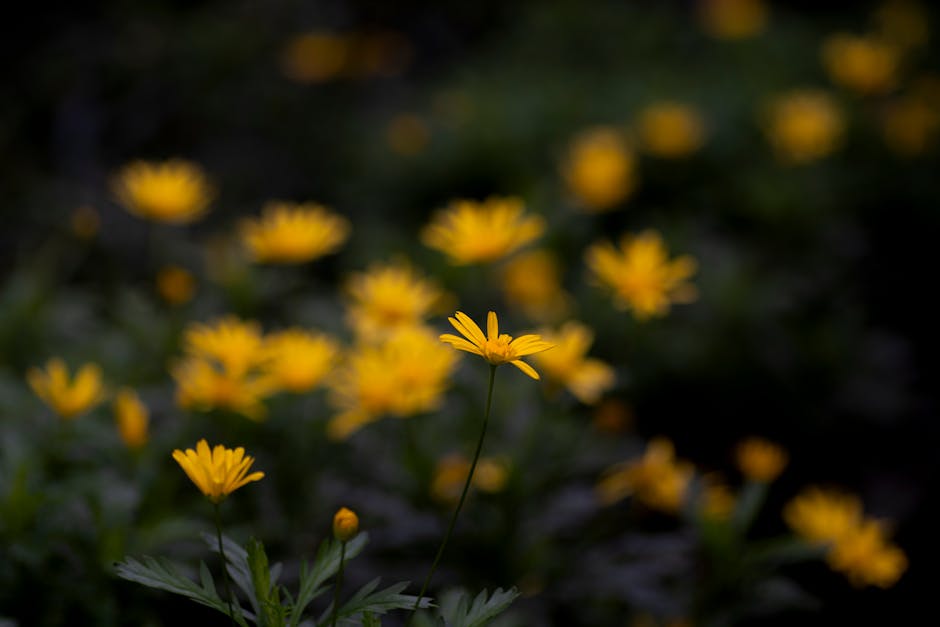 Beautiful close-up of vivid yellow daisies in bloom with a blurred background, captured in Coonoor, India.