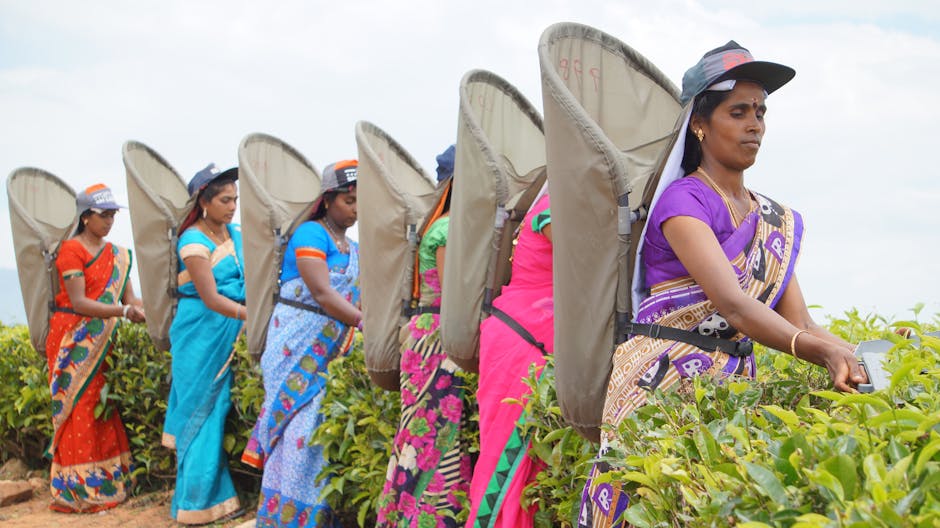 Group of women in colorful sarees picking tea leaves in a Sri Lankan plantation.