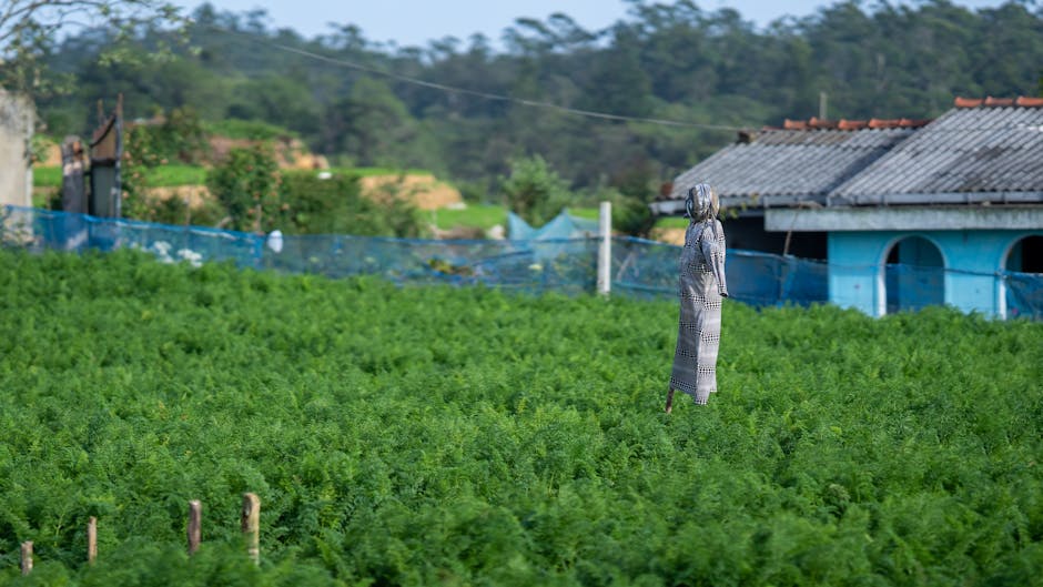 A scarecrow stands in a vibrant green carrot field in rural Pattipola, Sri Lanka.